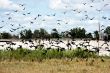 Flight of ravens