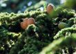 Fir cones approaching for Christmas subjects