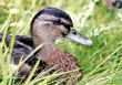 Resting Duck