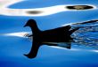 Bird Silhouette