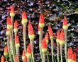 Long Flowers