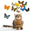 young norwegian cat and butterfly