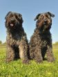bouvier des Flandres