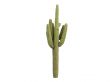 Saguaro or Carnegiea gigantea