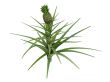 Pineapple or Ananas comosus