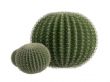Golden barrel cactus or Echinocactus grusonii