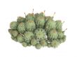 Strawberry cactus or Echinocereus triglochidiatus