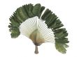 Traveler`s palm or Ravenala madagascariensis