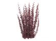 Helmond pillar barberry