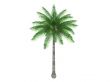 Coconut or Cocos nucifera
