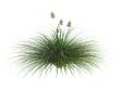 Idaho fescue or Festuca idahoensis