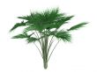 Coco-de-mer palm or Lodoicea maldivica