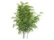 Golden fishpole bamboo or Phyllostachys aurea