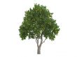 Sweet orange or Citrus sinensis