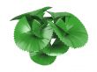Parasol palm or Licuala orbicularis