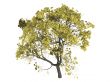 Golden trumpet tree or Tabebuia chrysantha
