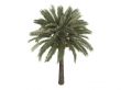 Date palm or Phoenix dactylifera