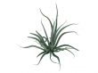 Octopus agave or Agave vilmoriniana