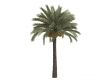 Date palm or Phoenix dactylifera