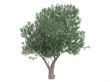 Olive or Olea europaea