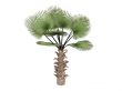 Windmill palm or Trachycarpus fortunei