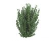 California privet or Ligustrum ovalifolium