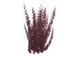 Helmond pillar barberry