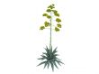 Century plant or Agave americana