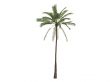 African oil palm or Elaeis guineensis