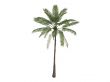 African oil palm or Elaeis guineensis