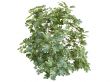 Fig or Ficus carica