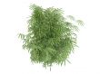 Golden fishpole bamboo or Phyllostachys aurea