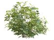 Fig or Ficus carica