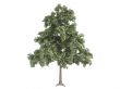 Oak or Quercus petraea