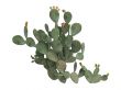 Prickly pear or Opuntia ficus indica