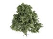 Oak or Quercus petraea