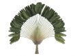 Traveler`s palm or Ravenala madagascariensis