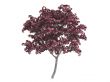 Maple or Acer japonicum