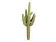 Saguaro or Carnegiea gigantea