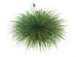 Idaho fescue or Festuca idahoensis