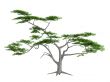 Whitethorn acacia or Acacia constricta