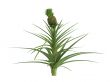 Pineapple or Ananas comosus