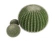 Golden barrel cactus or Echinocactus grusonii