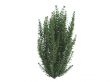 California privet or Ligustrum ovalifolium