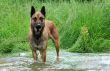 malinois in river