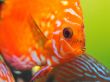red discus