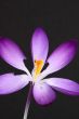 purple crocus 