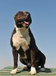 american staffordshire terrier