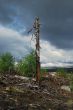 Consequences of forest fire.