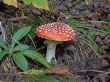 amanita muscaria
